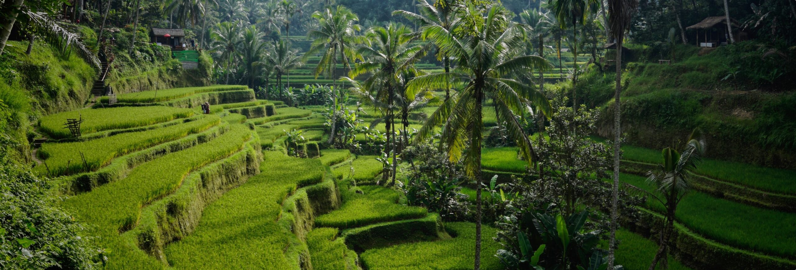 Ricefield