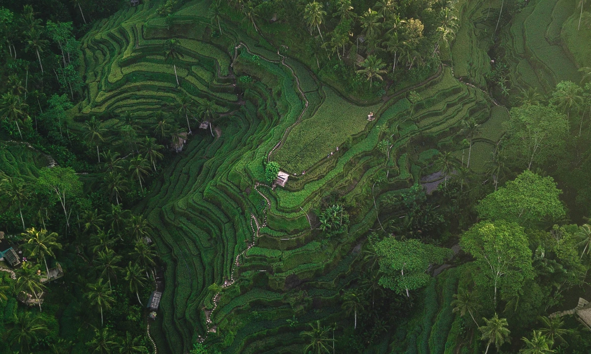 environmental ricefields